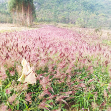 �������l�༾���۲� �µ�ë�ڲ� �^�p�� ����r�g�L �G��ͥԺ�ر�