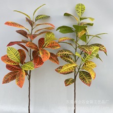 ���枢����׃ɫľ �S���ż٘�֦�Gֲ�@���쾰�b�������Դ��~��