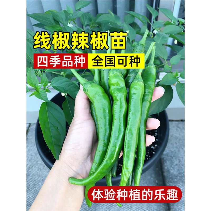 线椒种籽辣椒苗秧苗薄皮杭椒种子阳台四季春季蔬菜苗辣椒种孑大全
