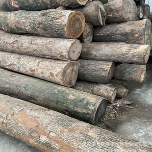 Camphor Wood Log Camphor Wood Plate Small Leaf Camphor Wood Fragrant Strong Literary and Clear
