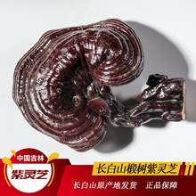 Lɽ`֥500gbBֳ`֥|ľ`֥Ƭݾƴl