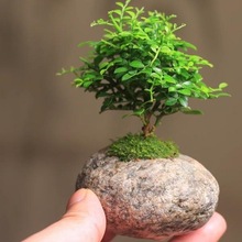迷你小盆栽植物九里香六月雪盆栽石头微盆景室内桌面绿植其他通用