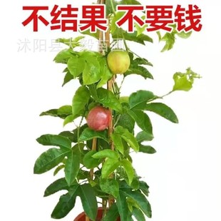 �S���������Ϸ������ļ����ԷNֲ�̨ͥԺ�����ش���䮔��Y��