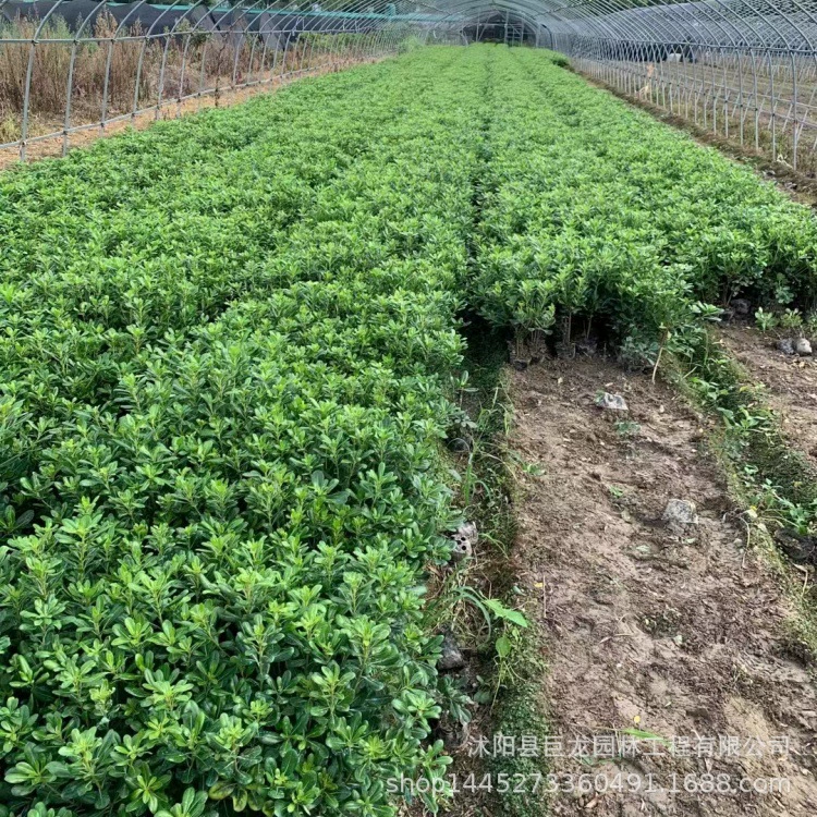 Большая чашка Nauphthalia 40-50 Высокие саженцы Nauphthalia с круглыми листьями Саженцы Nauphthalia для инженерного зеленения Полные характеристики Nauphthalia.