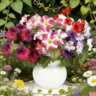 7�^�����ţ�� ���ltemu���R�d����@�־G�������b������컨