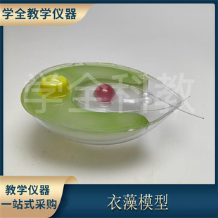 Chlamydomonas Model Single Cell Green Plant Biology Teaching Instrument Initial Senior high school Laboratory Equipment Really Transparent