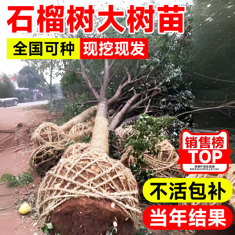 石榴树树苗突尼斯软籽石榴苗蒙阳红盆栽果树庭院盆景特大带土果苗