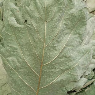 野生新鲜粽叶干粽叶柞树叶槲叶菠萝叶桲椤叶大号胡叶100bz-阿里巴巴