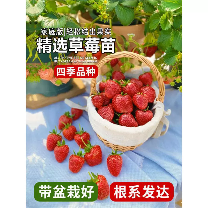 Кремовые клубничные рассады в горшках с горшком и почвой персиковые дымчатые ангельские красные красоты четырехсезонные плодоношение южный балкон открытые рассады для посадки