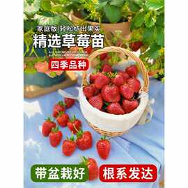 奶油草莓苗盆栽带盆带土桃熏天使红颜四季结果南方阳台露天种植苗
