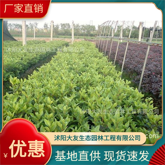 Базовые Оптовые саженцы средиземноморской калибры собственного производства и собственной продажи с полными разновидностями ландшафтной инженерии Озеленение саженцев