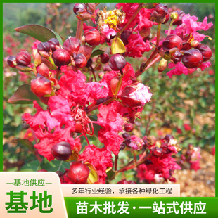 ���طNֲ�t����ޱ������ռt��ޱ���@�־G����ľ���󃞻݈@�־��^