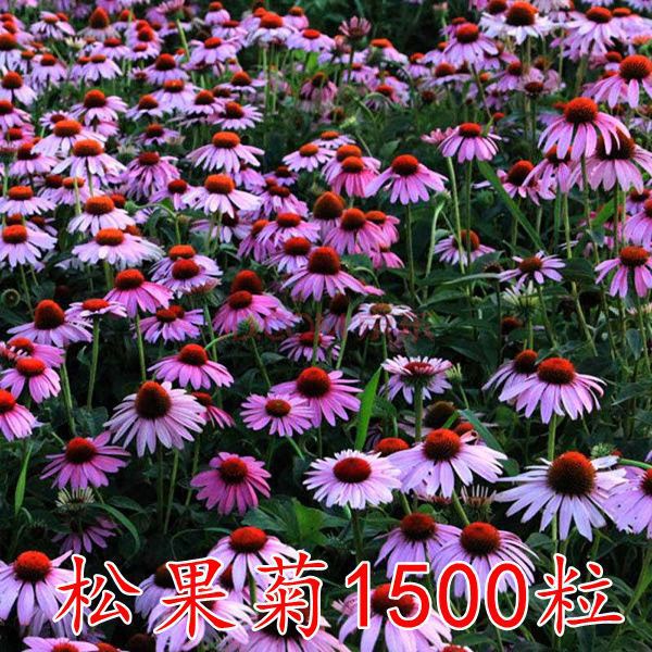 Semillas de flores, plantas en macetas, balcón, jardín, margarita, girasol, lavanda, pétalos dobles, semillas de girasol