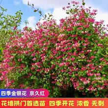 京久红金银花苗盆栽爬藤多彩庭院阳台耐寒四季植物京九红金银花苗