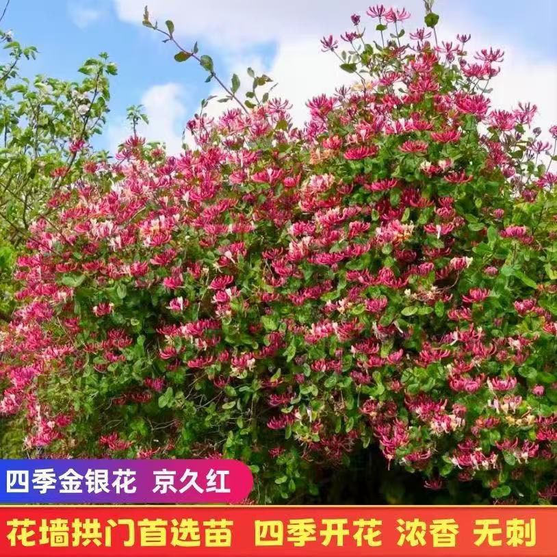 京久红金银花苗盆栽爬藤多彩庭院阳台耐寒四季植物京九红金银花苗