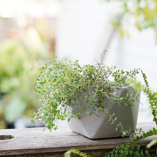 Nordic diamond pattern geometric cement succulent special flower pot small creative breathable mini round plant pot pottery pot