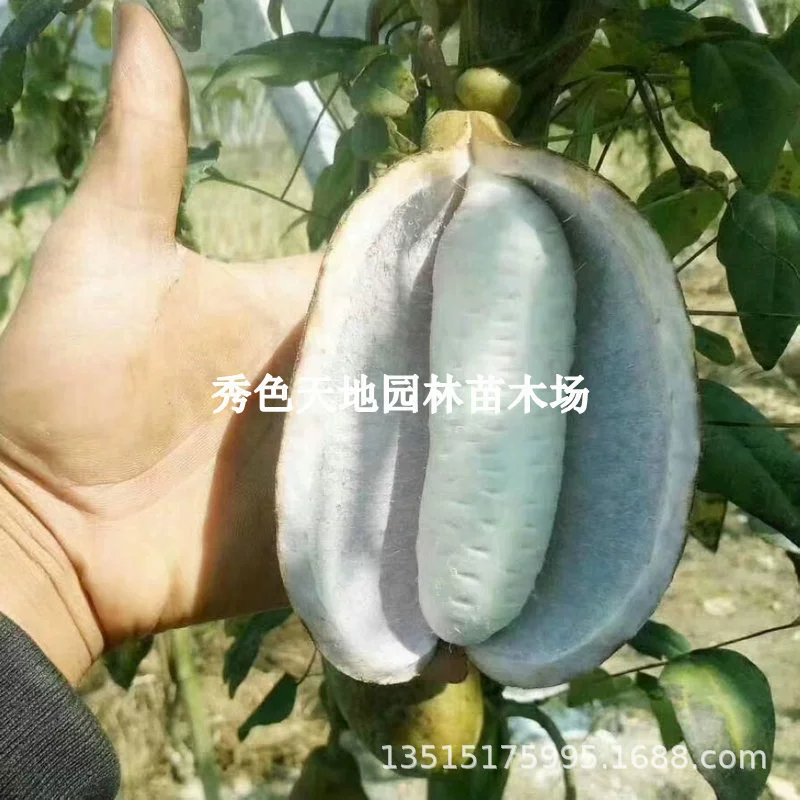 Аутентичные августовские саженцы плодовых деревьев дикие августовские жареные саженцы дыни четыре сезона посадка саженцев дыни Южного августа