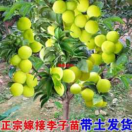 蜂糖李子树苗三华李脱骨李芙蓉李西梅树树苗晚熟黄金奈李子果树苗