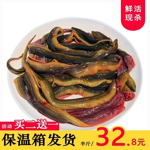 黃鱔魚圖片 - 海量高清黃鱔魚圖片大全 - 阿里巴巴