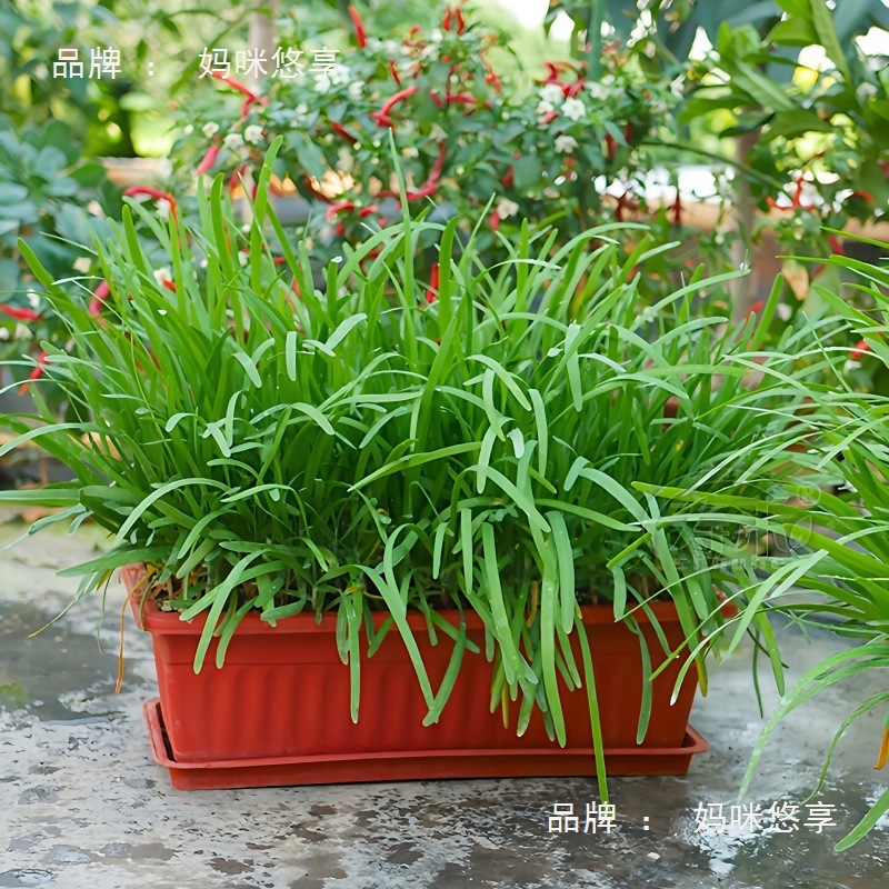 独根红韭菜根苗韮菜根颗大盆食用阳台种菜颗韭菜根宽叶室