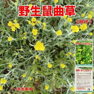 Ұ�������ݷN������������S���������˷�����ﰬ�޲�ˮţ��Ұ��