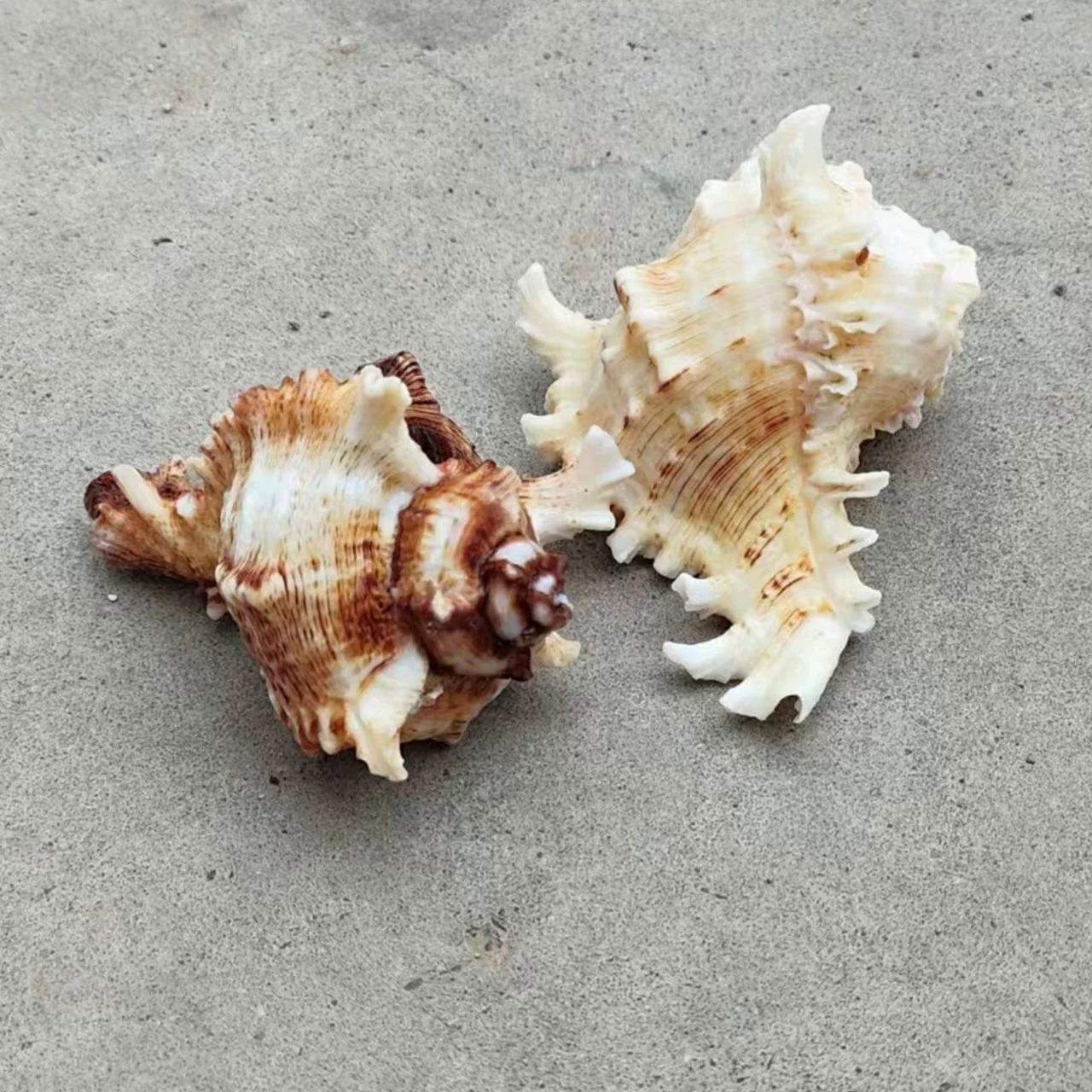 ♡Thousand-handed snail natural conch shell hermit crab replacement shell aquarium fish tank landscaping conch shell window display