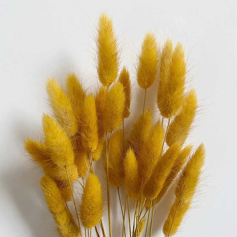Hierba de cola de conejo flor seca hierba de cola de conejo blanco un montón de 50 piezas