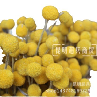 【干花黄金球】云南干花花束小球 黄金球干花 金槌花小花束配材