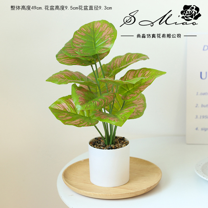 Esmeralda 225160 plantas verdes en maceta ☆