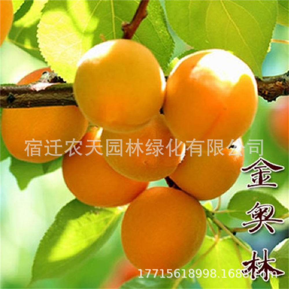 新品种珍珠杏树果苗嫁接水果树特大杏子树南北金奥林四季盆栽种植