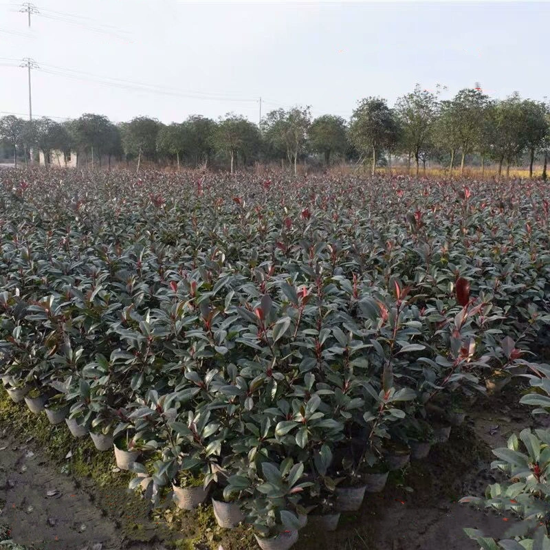 Фотиния саженец Four Seasons Двор Вилла Озеленение Рассада в горшке Красный Робин Забор Рассада Пейзаж Дерево