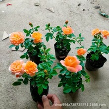 ��֭�̨�¼���С�����л�õ�廨���Nޱ���������¼�ֲ��༾�_��