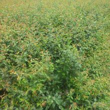 ���K�N�����Ļ�����ľֱ�N  Ҏ���Rȫ �����N������  �N������С