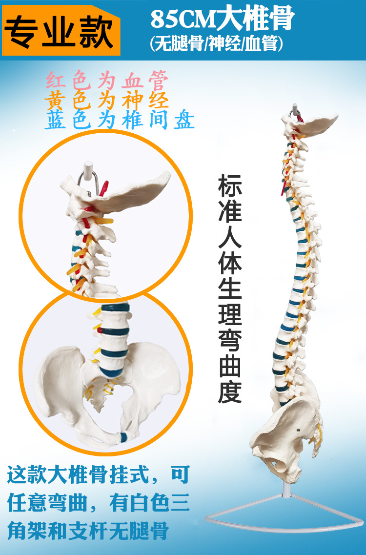 Physiological realistic removable skeleton, medicine toy, human bone