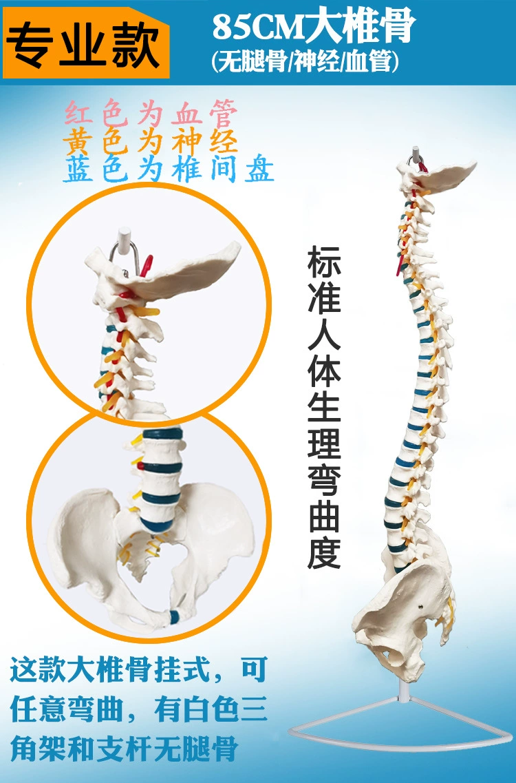 Physiological realistic removable skeleton, medicine toy, human bone