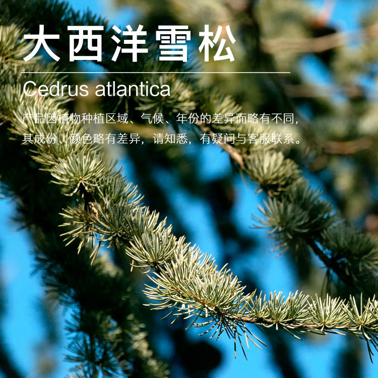 ������ѩ�ɾ���  ѩ�ɾ���  ������ѩ������  ֲ��������������ӭ