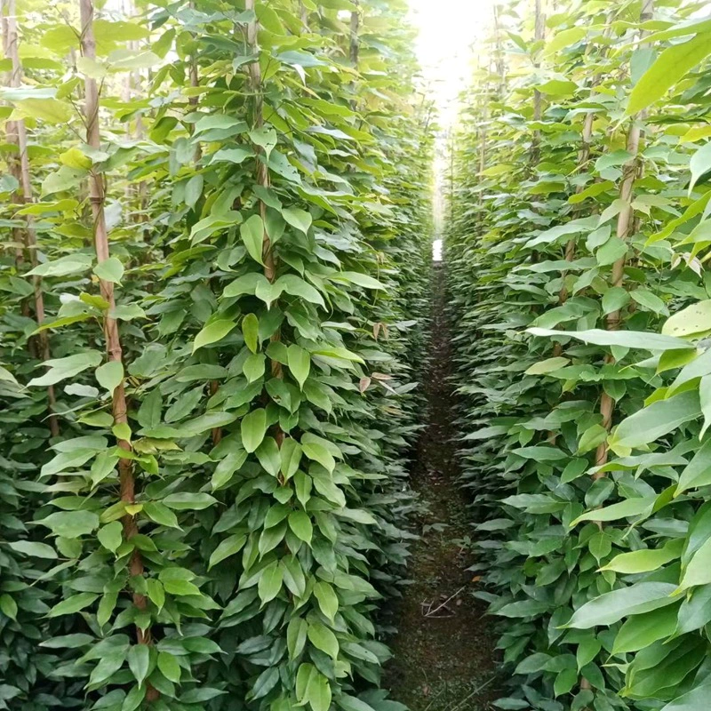 Вечнозеленая Конопля Vine Cup рассада Niu Ma Vine большая кровяная лоза хлопок и конопля Vine инженерное озеленение саженцев Vine