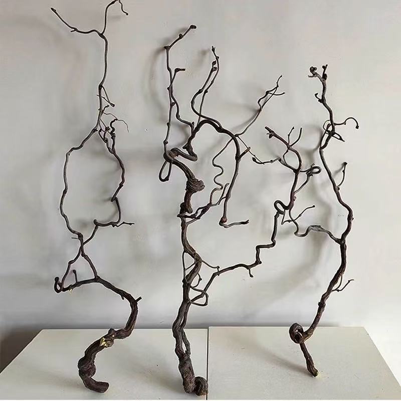 Dragon Jujube Branch 80-100