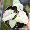 Base direct supply ｜ Milk paper dandruff fruit taro Syngonium net red and green plant potted flowers rare fun