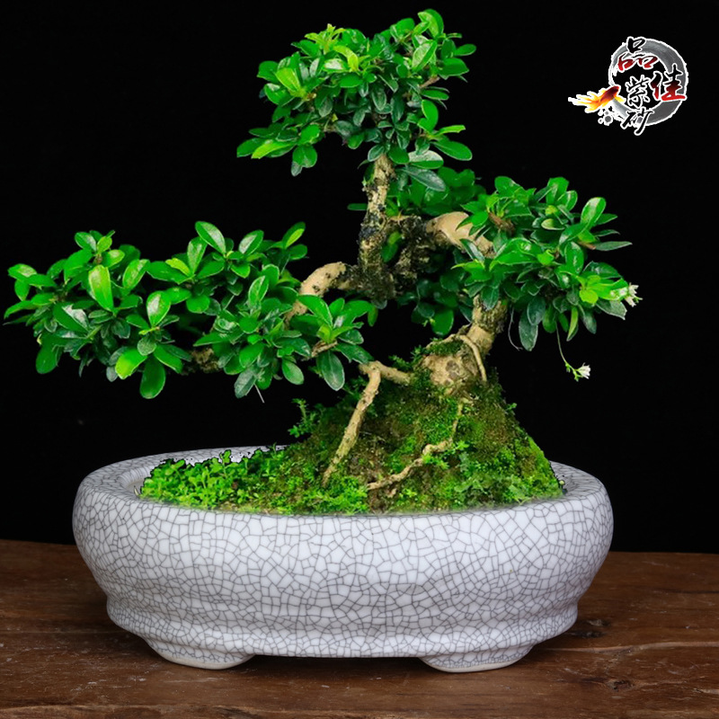 紫砂花盆陶瓷白色迷你花盆多肉創意陶盆鬱金香陽台桌面蝴蝶蘭中式