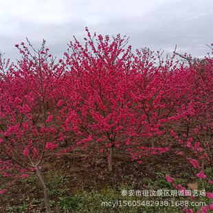 ���\�@ˇֱ�� �t�~���� ���������� ������� �ջ����� ���t����