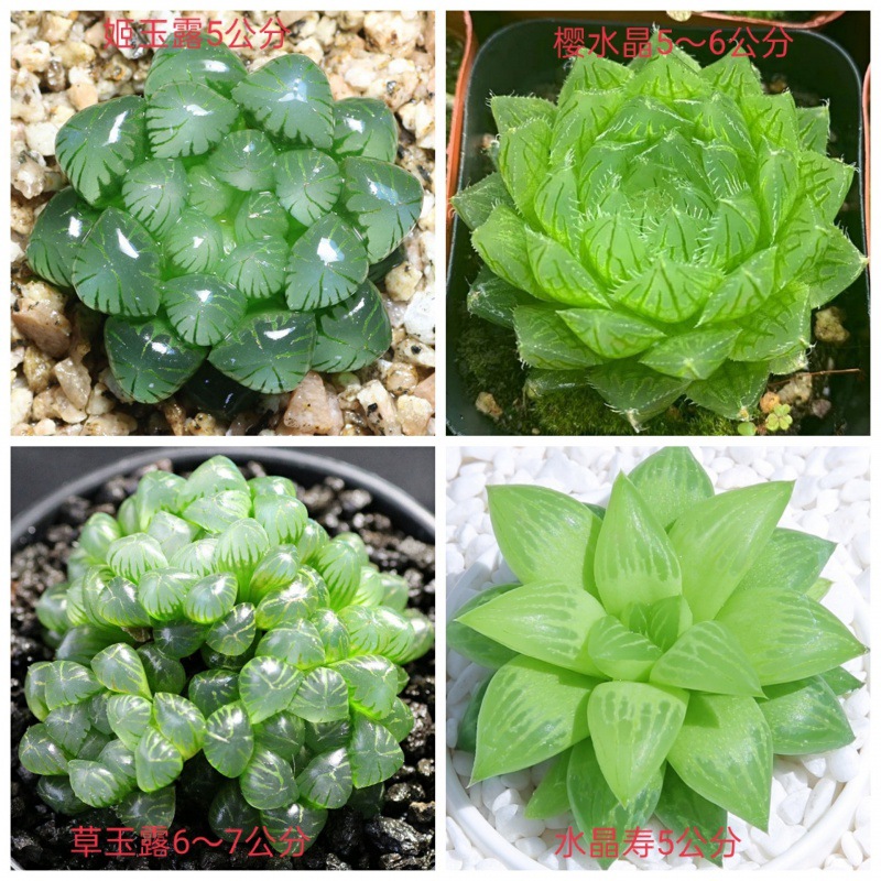 (특가) 히메 + 사쿠라 크리스탈 + 풀 옥 + 크리스탈 생일