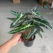 ����ֱ�����l/С��Ů(110)���~�����k���ҾG��ֲ��G�������Ի���