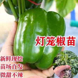 ���\�����Ϸ����Ը߮a������������̨�ļ��׻�ʽ��玧���l؛