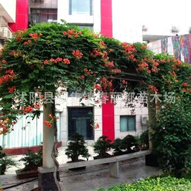 种子;灌木;乔木