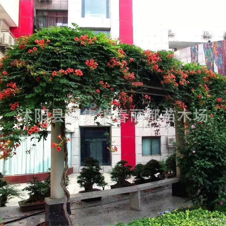 线下基地爬藤植物苗庭院紫藤凌霄大苗攀援花卉炮仗花花苗庭院绿化