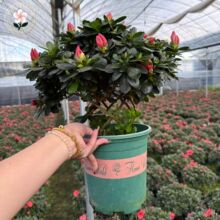 �Ӂ���ی�����Ҽt���Ͷ��N�ļ��_�����B��������ֵ�ӼҾGֲ