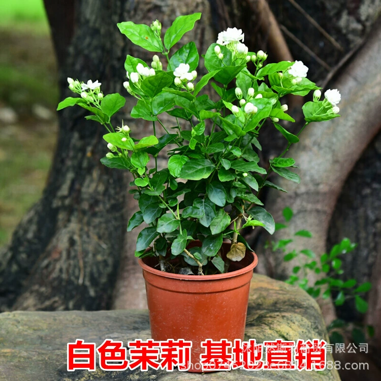 Рассада белого цветка жасмина с бутонами Цветы в горшках Домашний старый ворс Хорошо растущие Цветочные ароматные растения цветут непрерывно во все сезоны