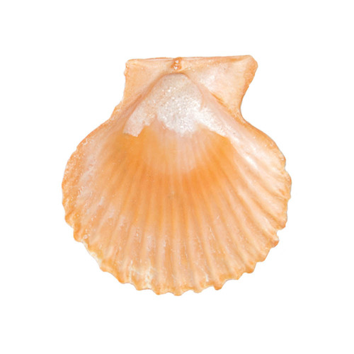 Yellow scallop wedding wall stickers landscape decoration aquatic floor shell wind chime shell conch ornaments shell material