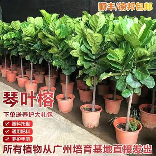 Ficus Ficus Potted Plant Living Room Indoor Evergreen Large-Leaf Shade-Tolerant Green Plant That Moves to a New Home, Absorbs Formaldehyde and Is Easy to Grow